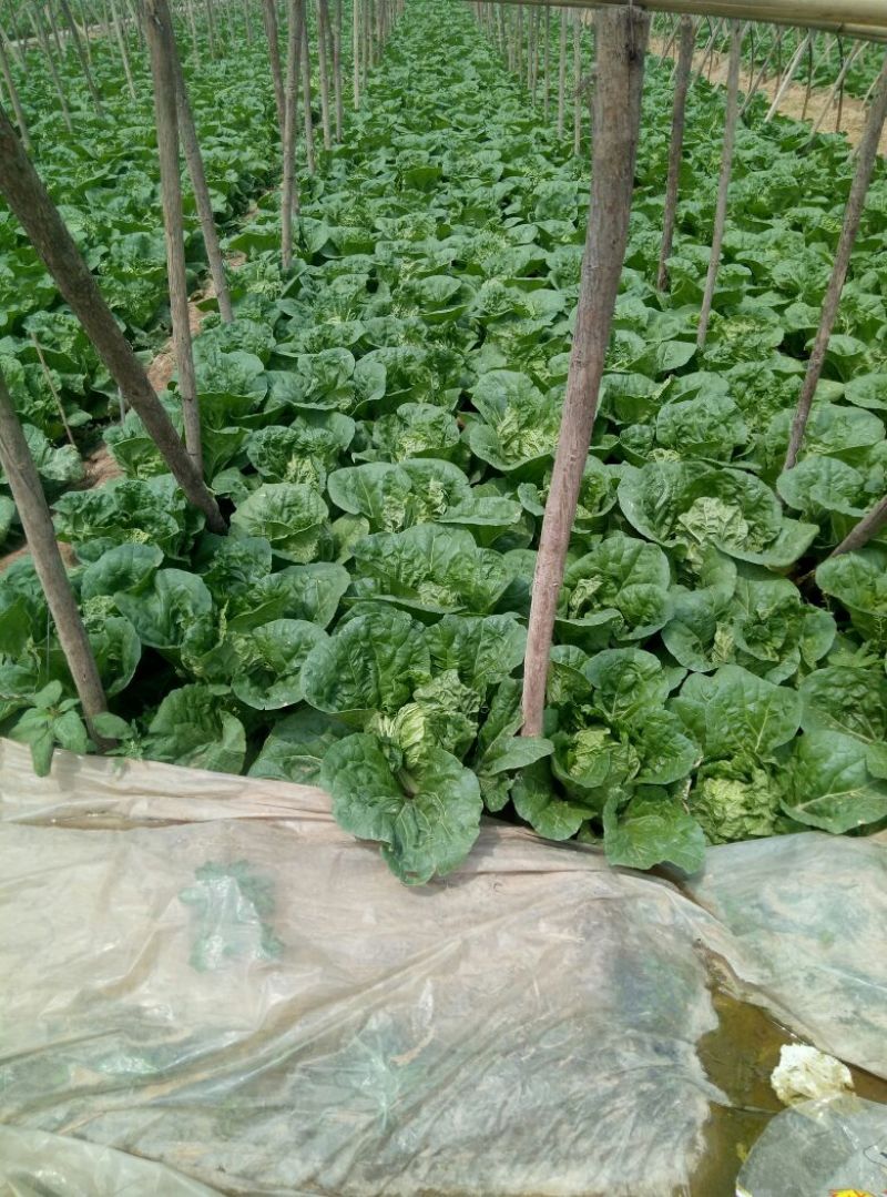 河北邯郸基地夏阳白菜大量上市，质量好，货源充足，量大