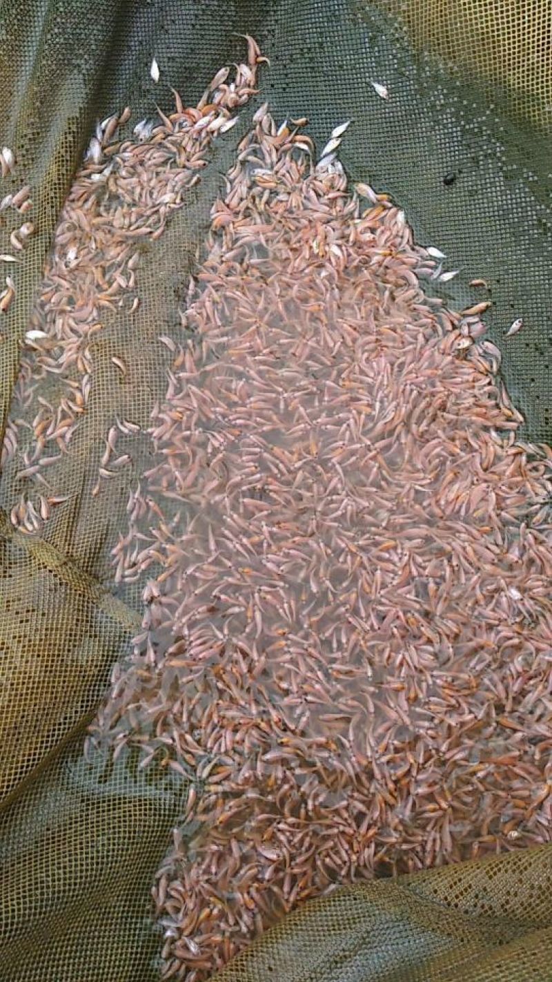 红罗非鱼苗彩虹鲷鱼苗