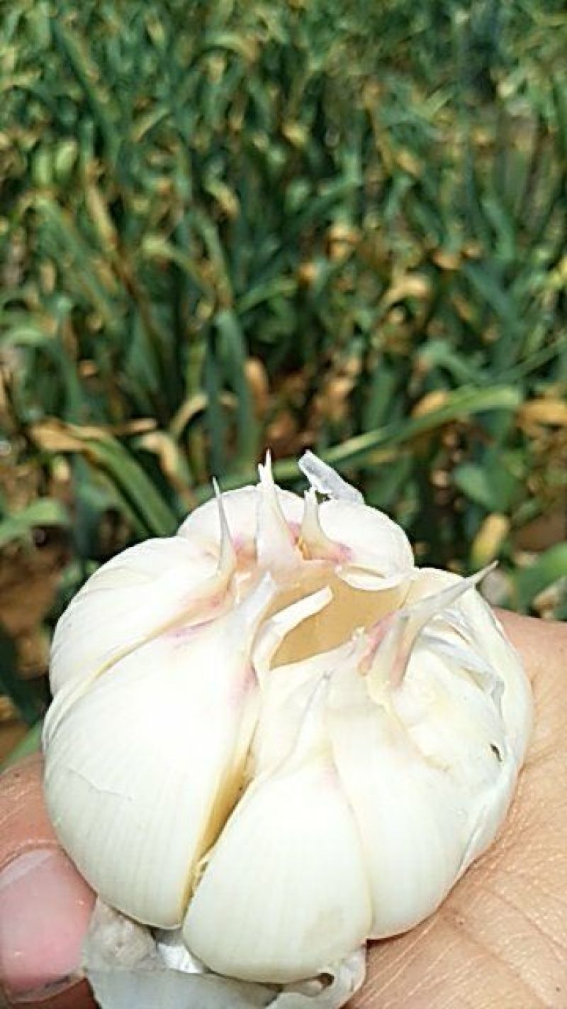 新鲜大蒜