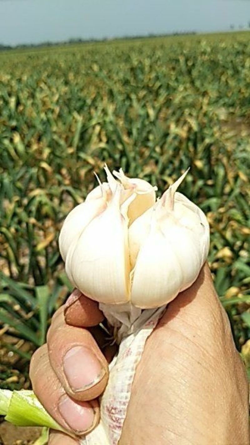 新鲜大蒜
