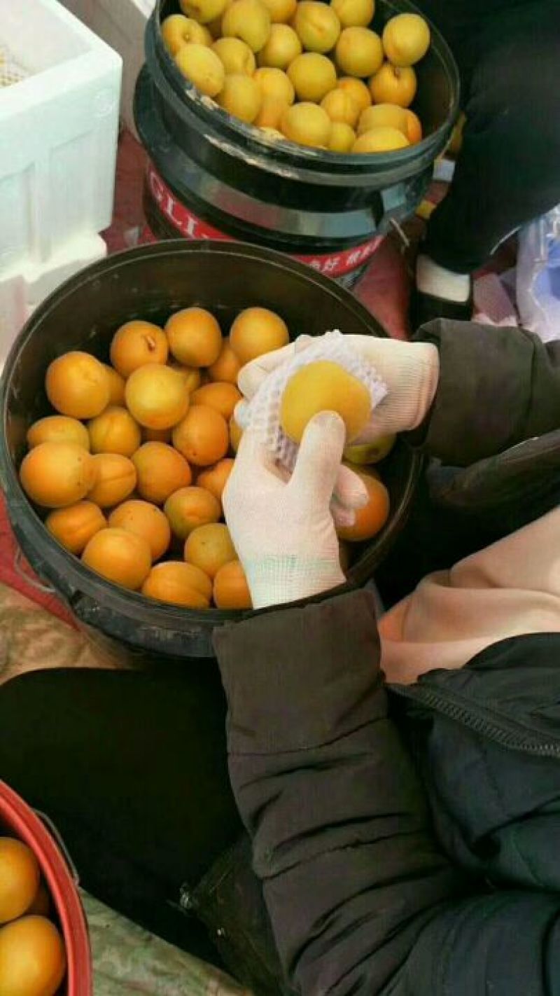 金太阳，丰园红，胭脂红，凯特，秦杏大量上市