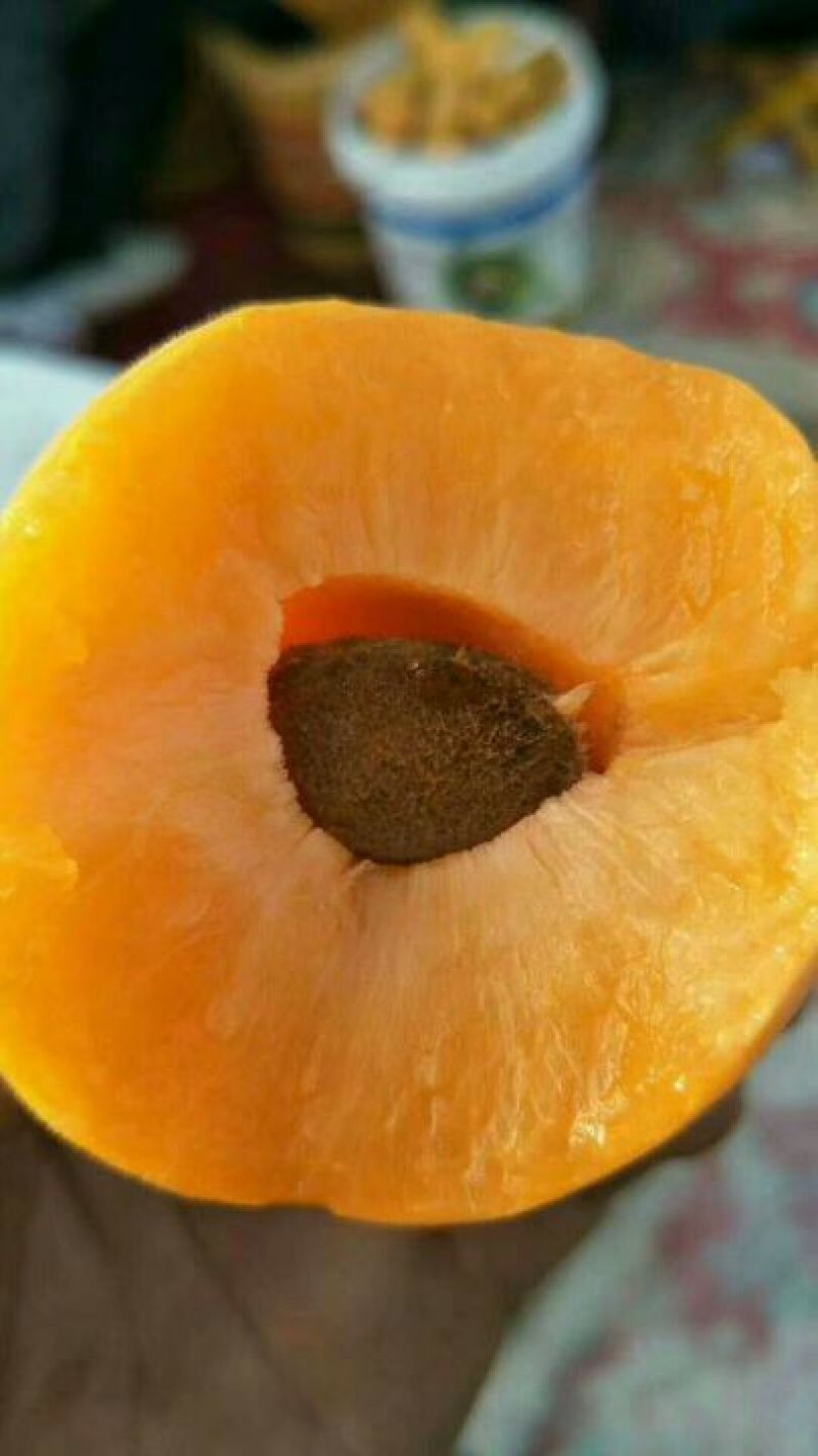 金太阳，丰园红，胭脂红，凯特，秦杏大量上市