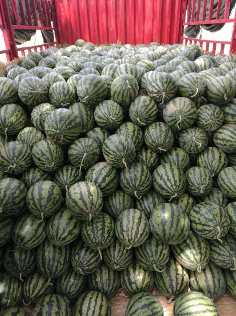 陕西优质甜王西瓜产地价格，质量品质好货源充足。