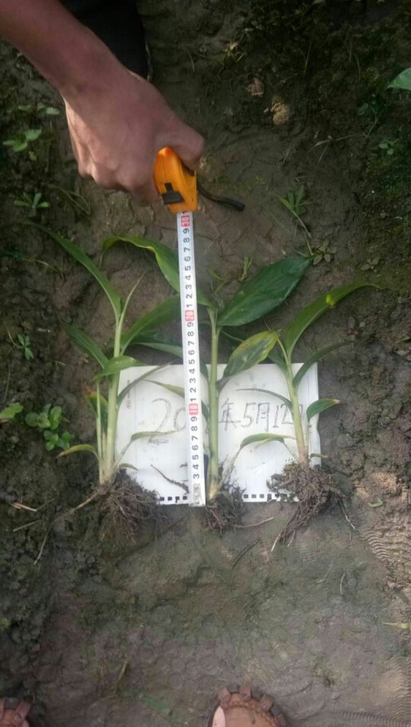 草果苗