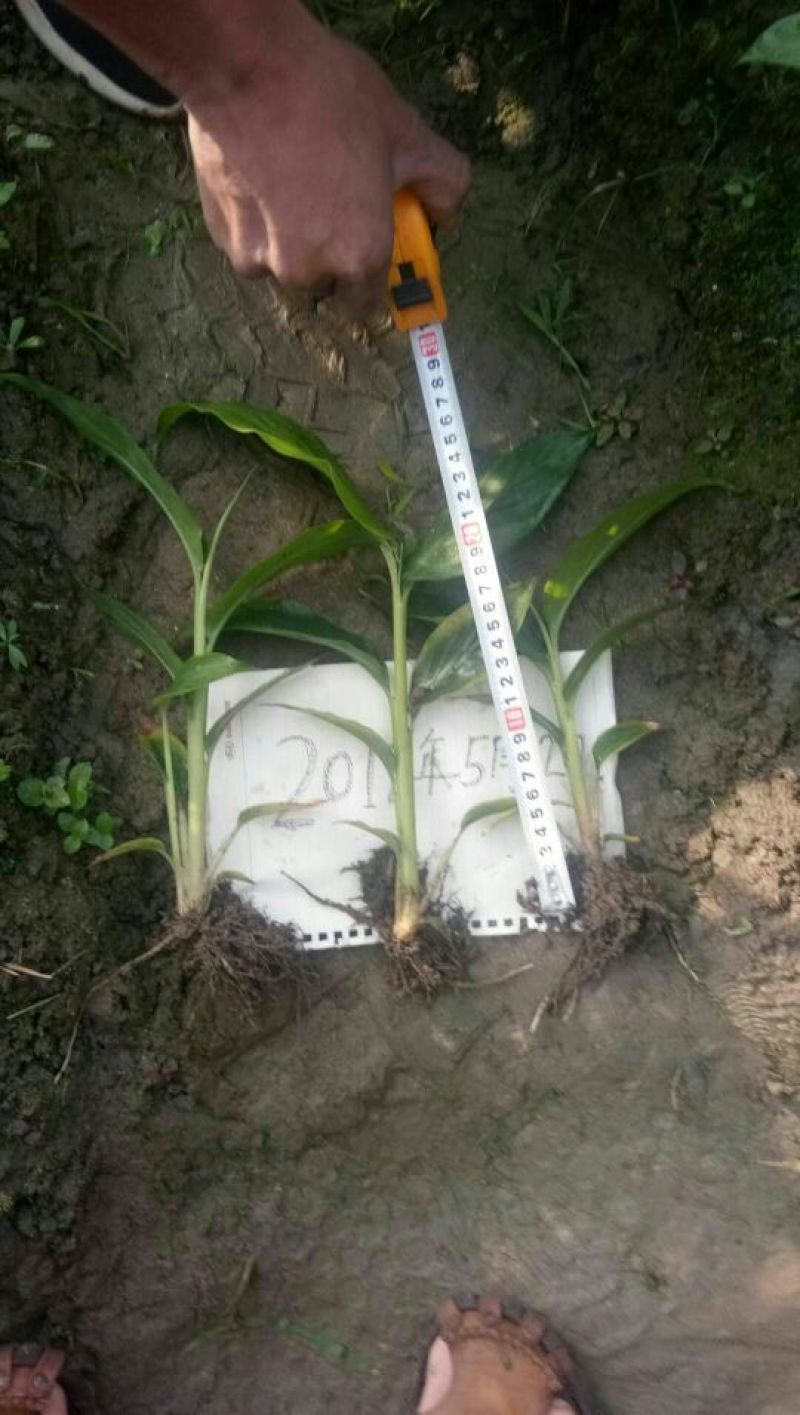 草果苗