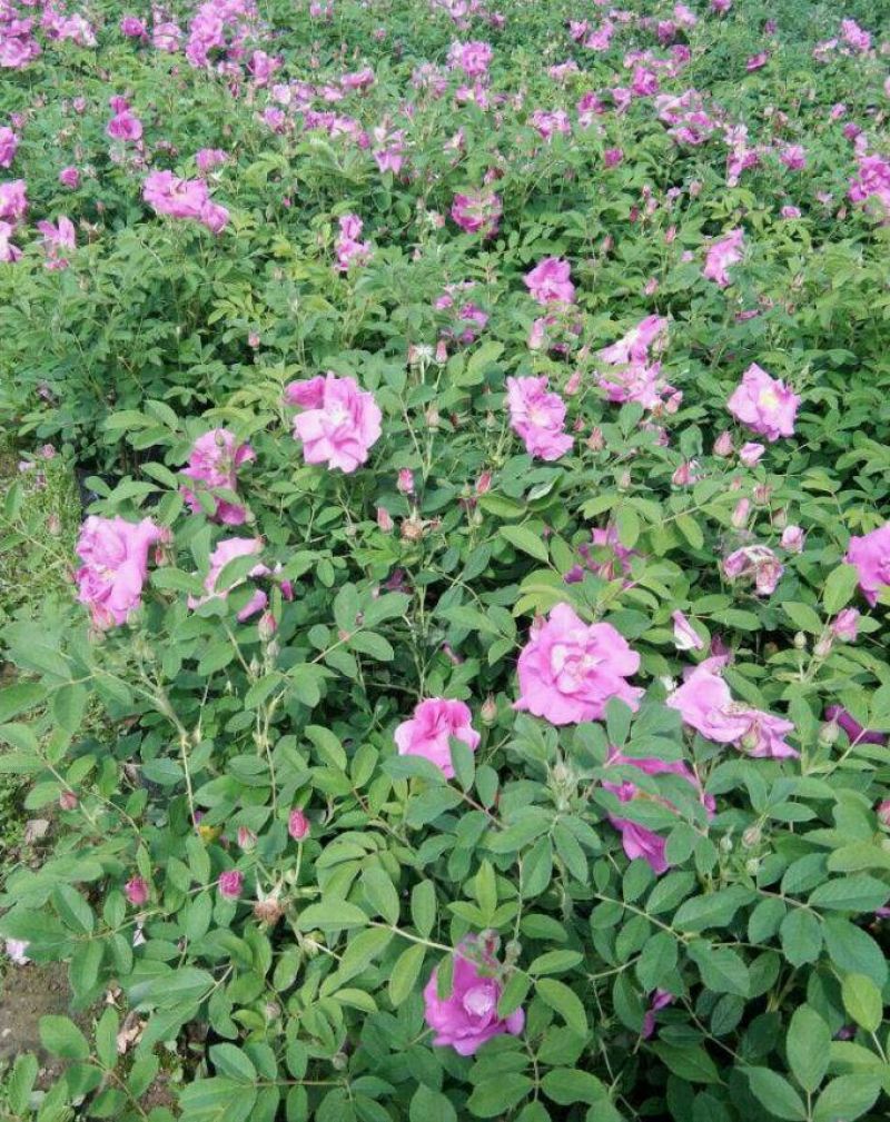 定州苗圃-四季玫瑰营养杯苗玫瑰枝条多