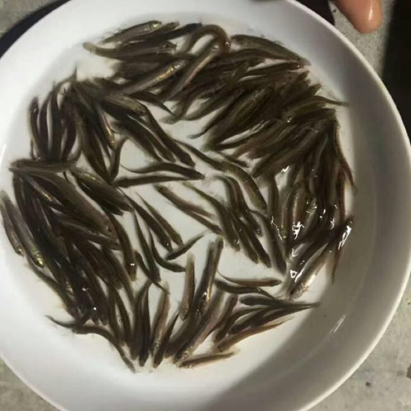 杂交泥鳅鱼苗场地专供支持全国发货。