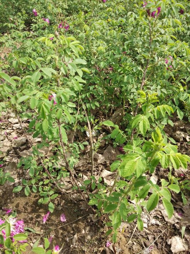定州苗圃-四季玫瑰营养杯苗玫瑰枝条多