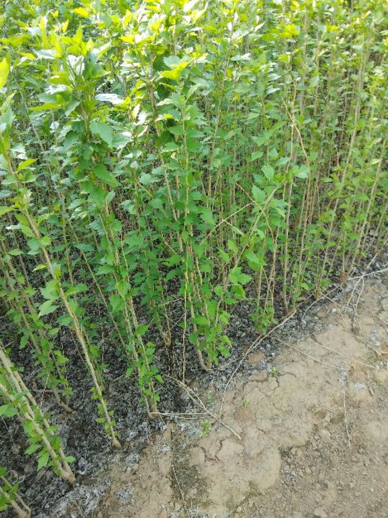 木槿2~4cm8~10cm0.5~1米