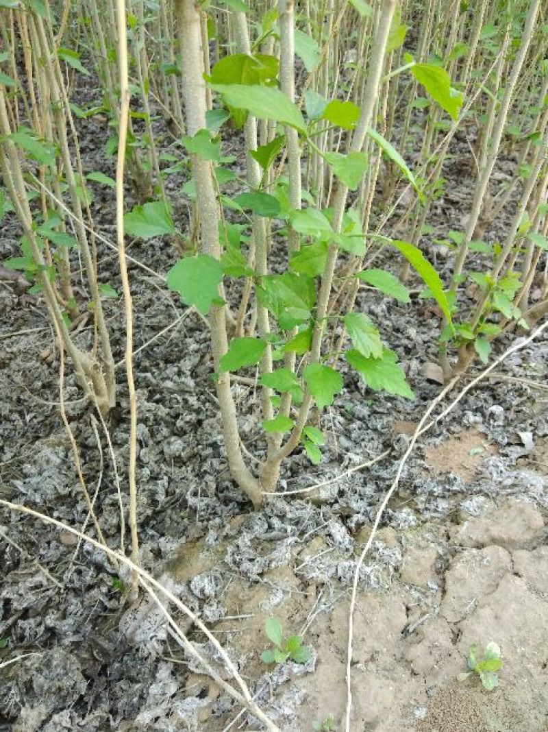 木槿2~4cm8~10cm0.5~1米