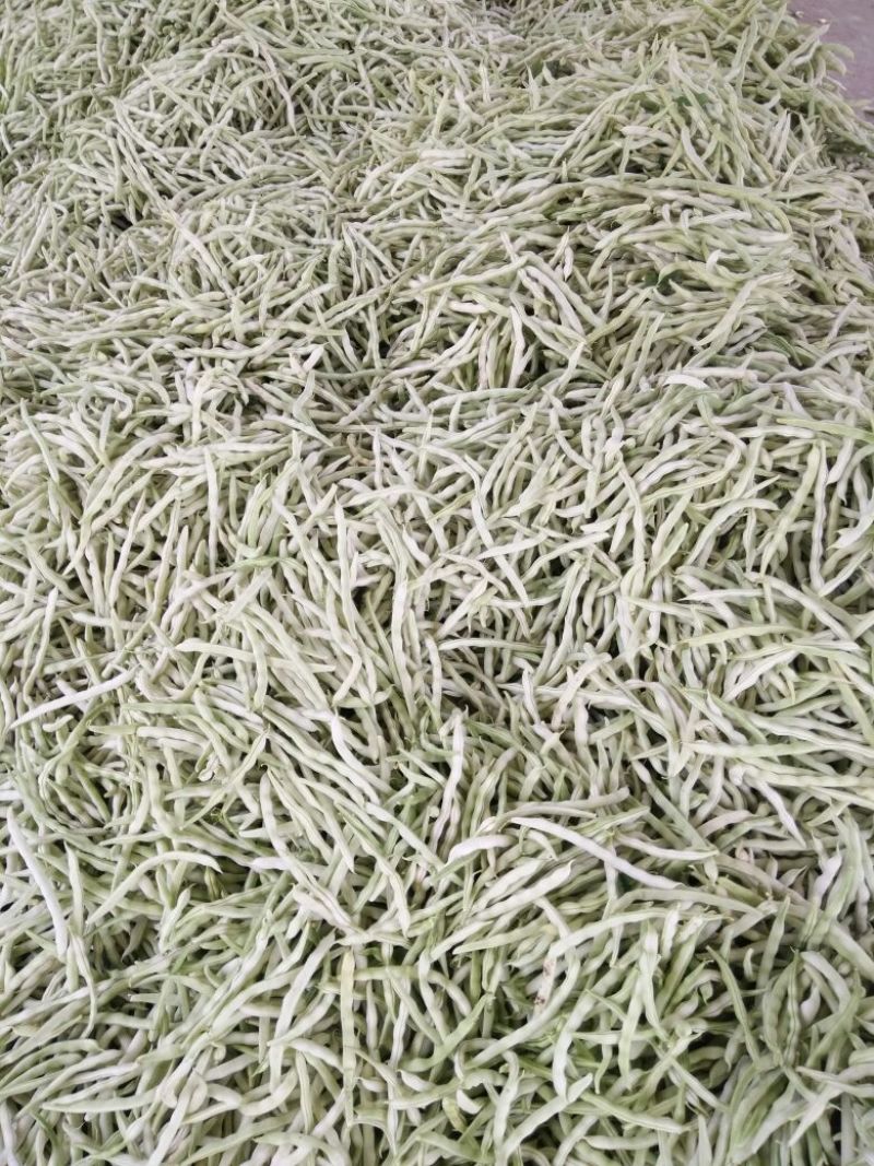 白不老豆角大量上市，有需要的来电咨询，