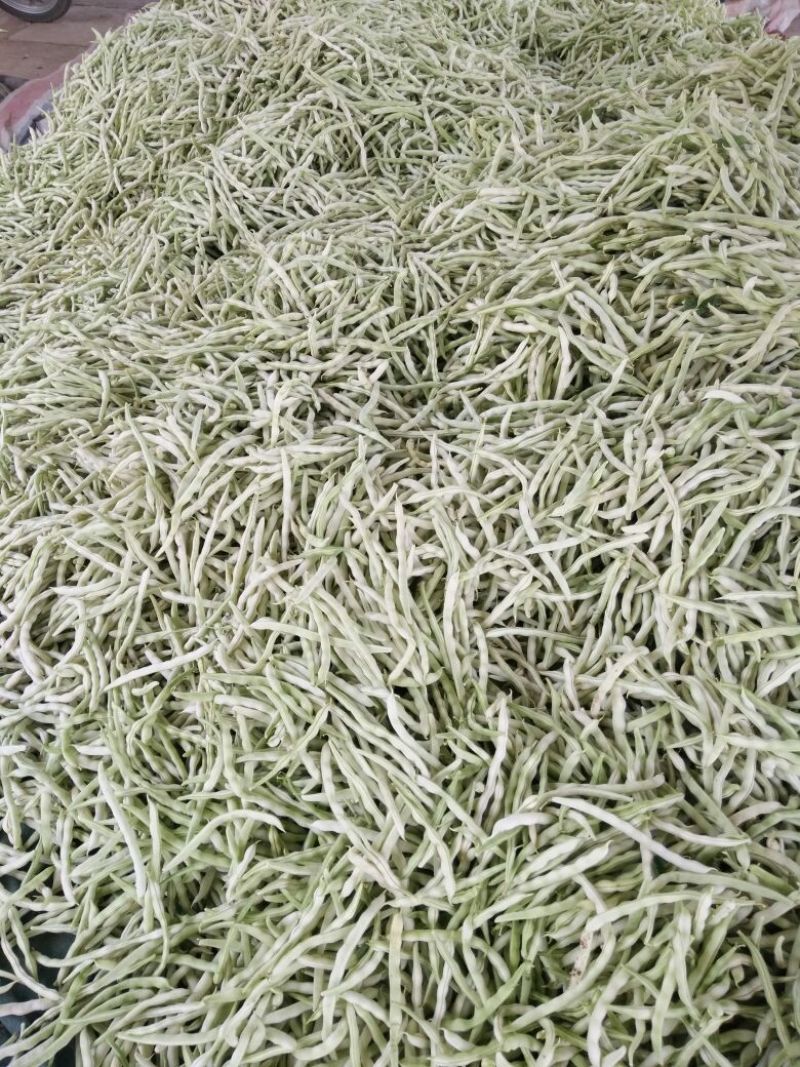 白不老豆角大量上市，有需要的来电咨询，