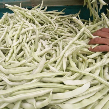 白不老豆角大量上市，有需要的来电咨询，