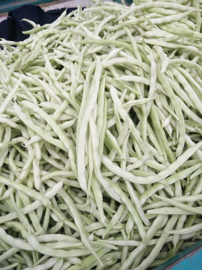 白不老豆角大量上市，有需要的来电咨询，