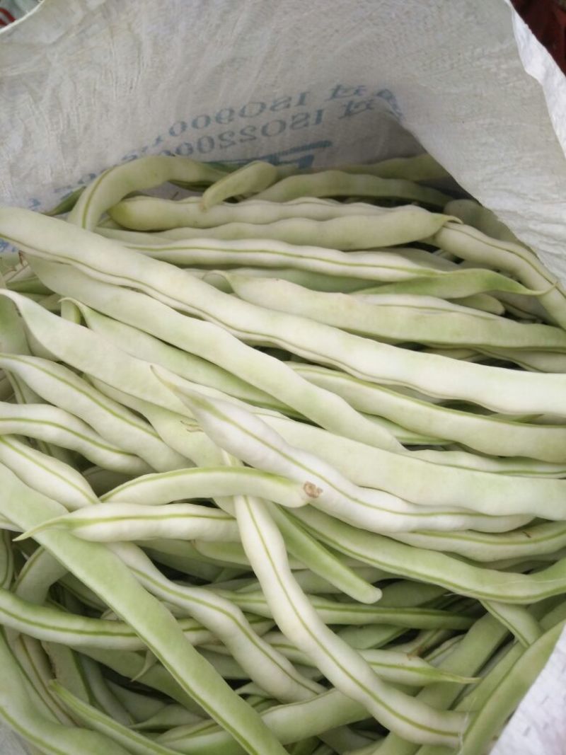 白不老豆角大量上市，有需要的来电咨询，