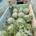 8424西瓜6斤打底8成熟头茬质量保证