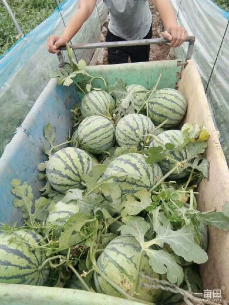 8424西瓜6斤打底8成熟头茬质量保证