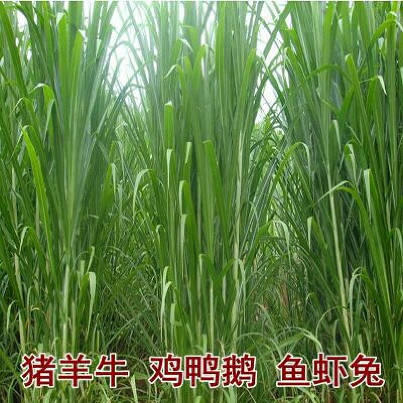 皇竹草种子高产5到8斤/亩两斤包邮