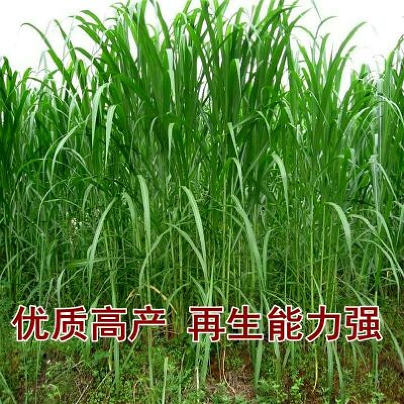 皇竹草种子高产5到8斤/亩两斤包邮