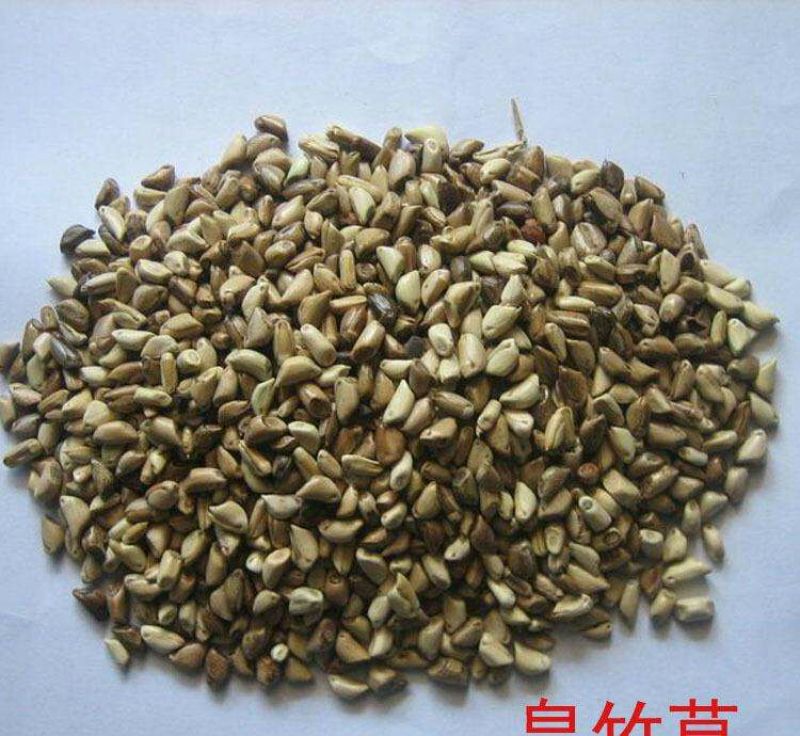 皇竹草种子高产5到8斤/亩两斤包邮