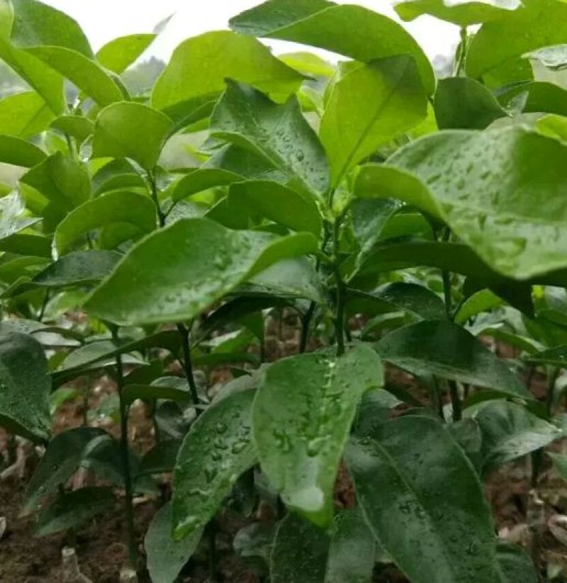 091沃柑新品种苗沃柑苗