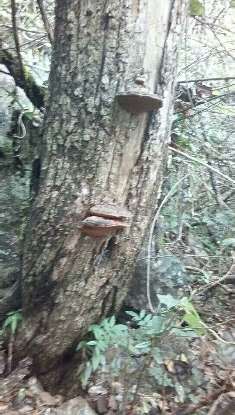 桑黄桑黄菌——野生桑树桑黄