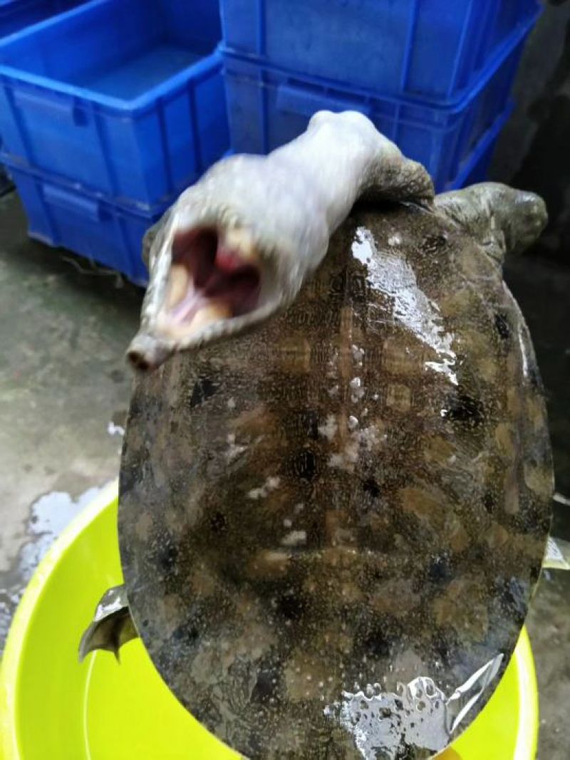 纯野生甲鱼