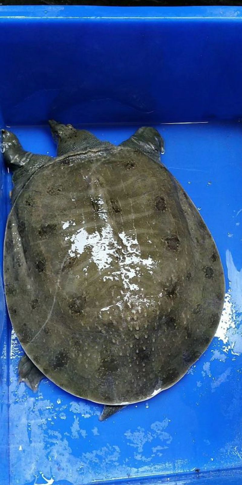 纯野生甲鱼