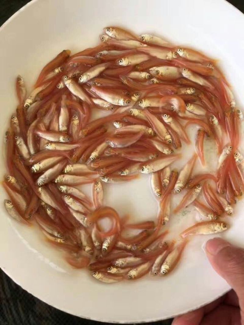 大量出售俄罗斯金丝鲩