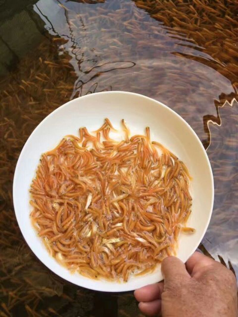 大量出售俄罗斯金丝鲩