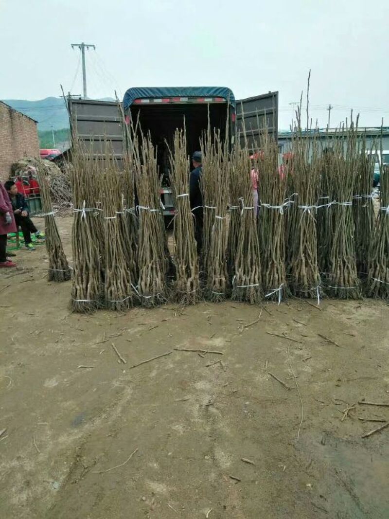 香玲核桃苗8518纸皮核桃文玩核保品种、提供技术指导！