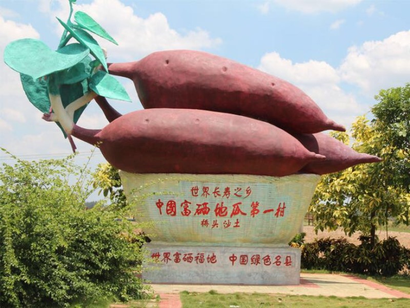 海南澄迈桥头地瓜脱毒苗板栗红薯苗高系14日式板栗薯苗