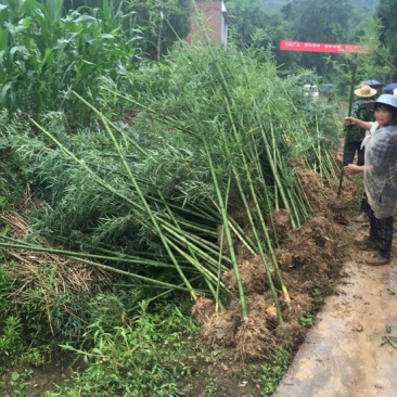 雷竹苗，又名雷公竹，早园竹，成都细叶乌头雷竹四川雷竹苗