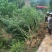 雷竹苗，又名雷公竹，早园竹，成都细叶乌头雷竹四川雷竹苗