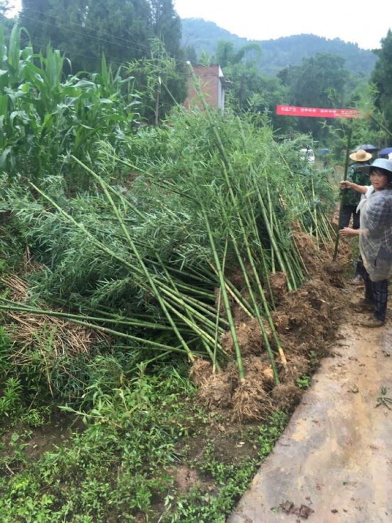 雷竹苗，又名雷公竹，早园竹，成都细叶乌头雷竹四川雷竹苗