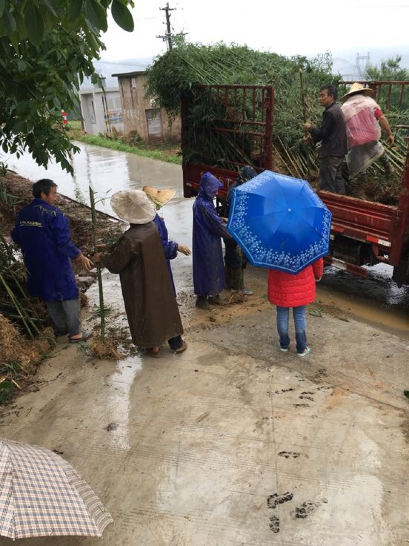 雷竹苗，又名雷公竹，早园竹，成都细叶乌头雷竹四川雷竹苗