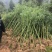 雷竹苗，又名雷公竹，早园竹，成都细叶乌头雷竹四川雷竹苗