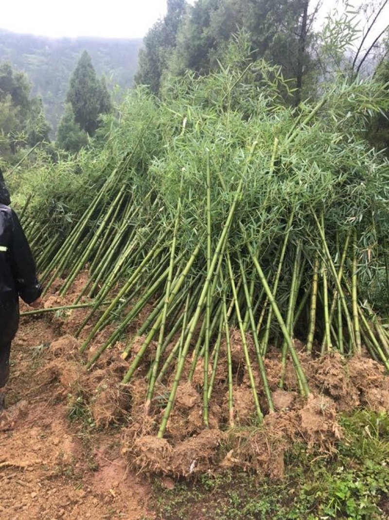 雷竹苗，又名雷公竹，早园竹，成都细叶乌头雷竹四川雷竹苗