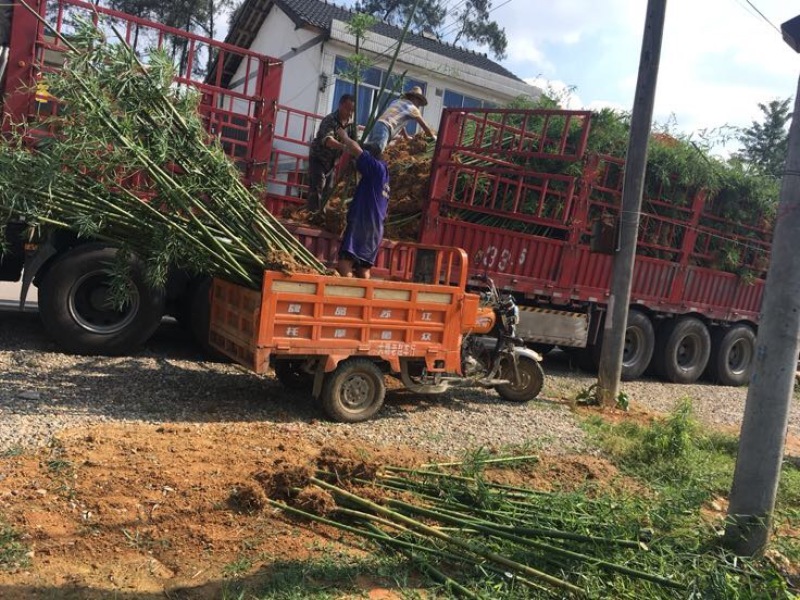 雷竹苗，又名雷公竹，早园竹，成都细叶乌头雷竹四川雷竹苗