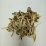 茶树菇精品不开伞