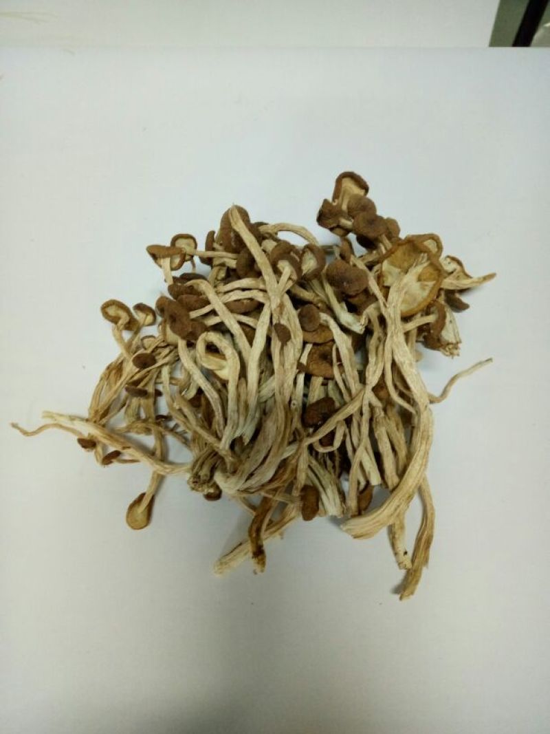 茶树菇精品不开伞