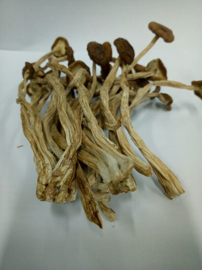 茶树菇精品不开伞