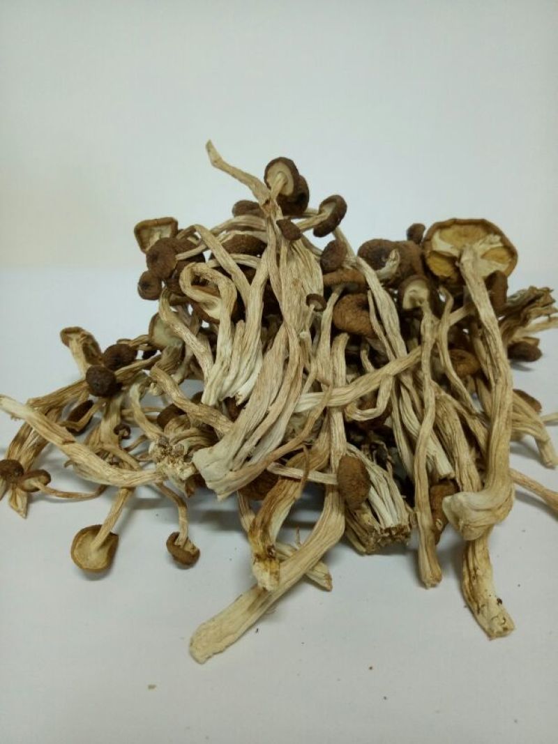茶树菇精品不开伞