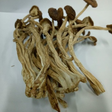 茶树菇精品不开伞