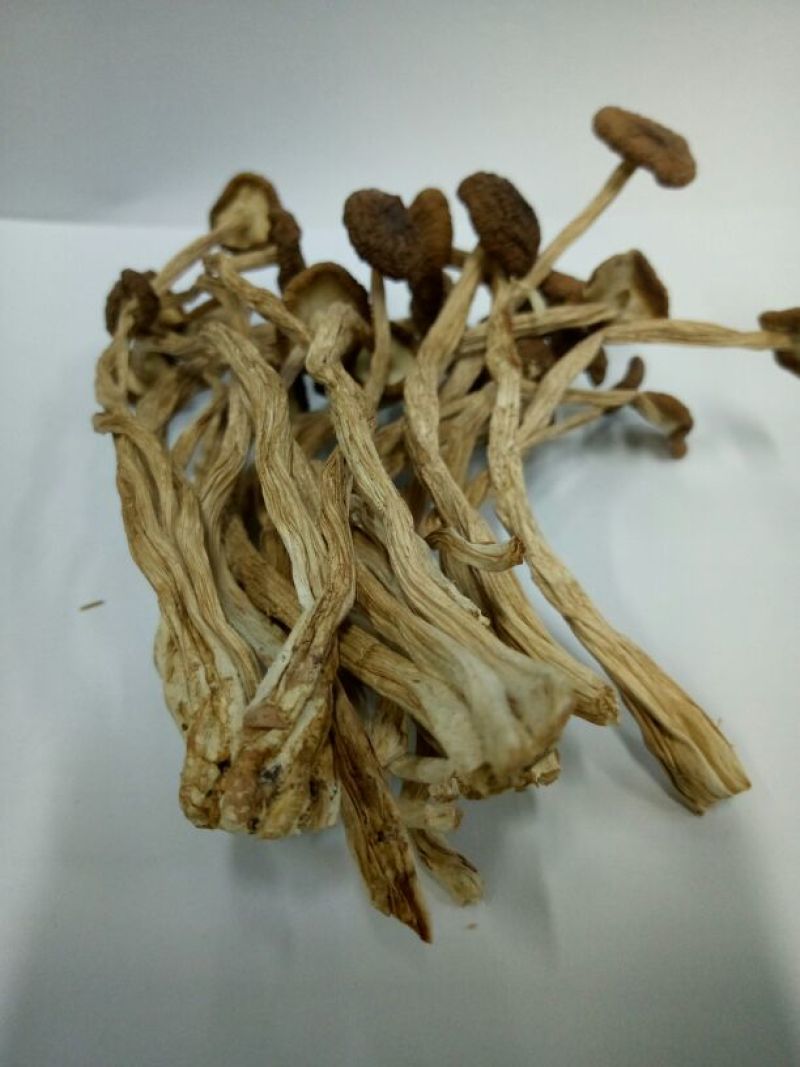 茶树菇精品不开伞