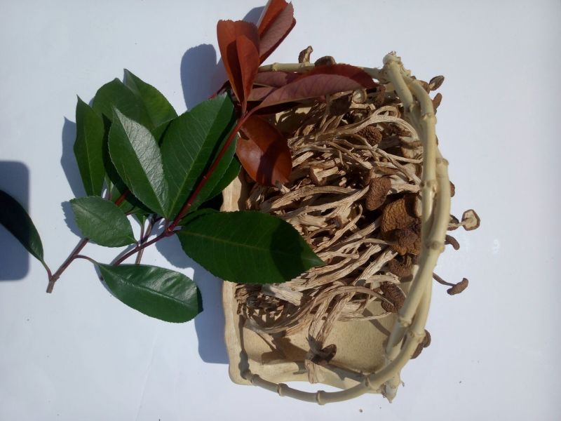 茶树菇精品不开伞