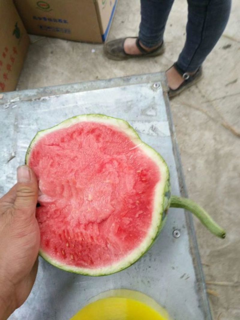 西瓜8成熟
