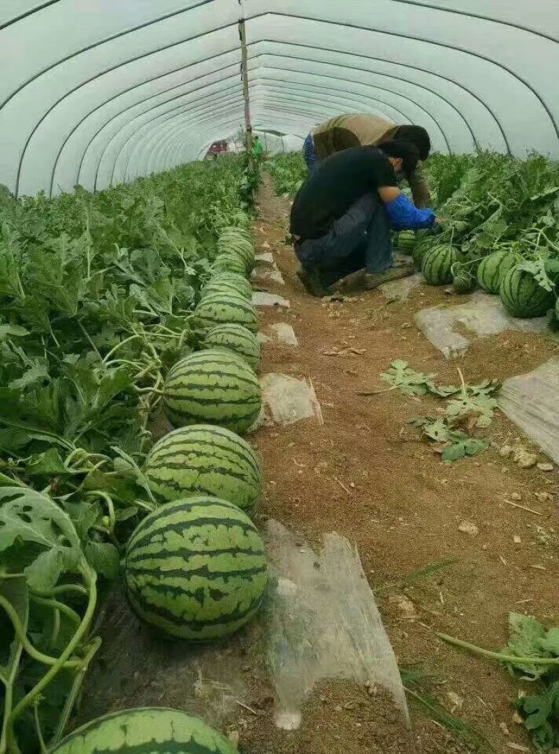 西瓜8成熟