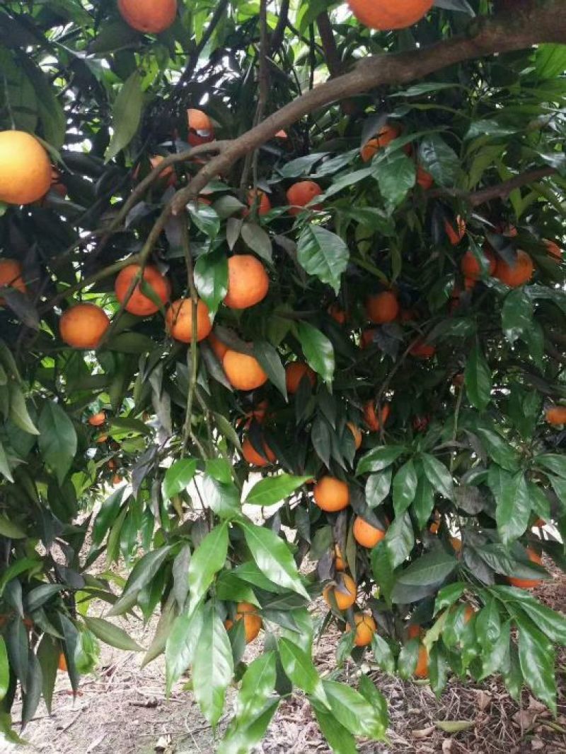 长叶香橙苗