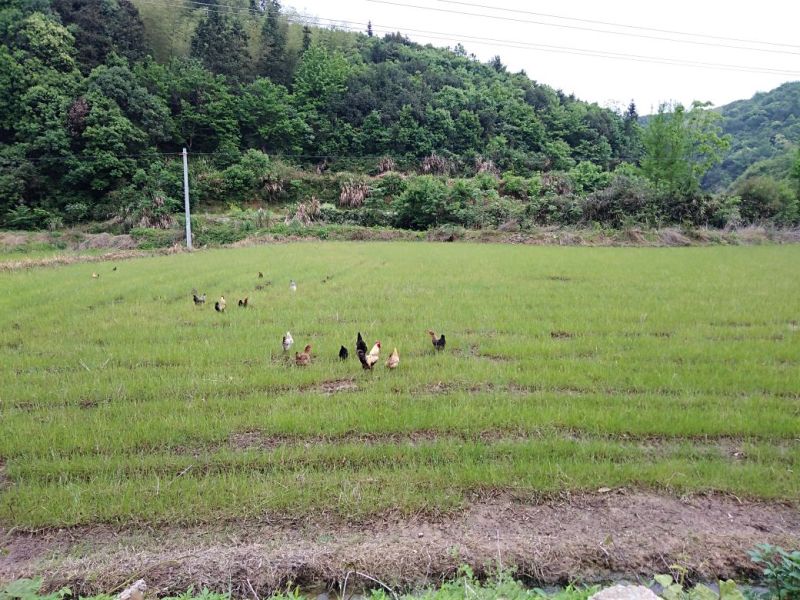 土鸡农家散养月子补品走地滋补农货